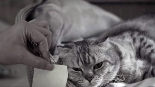 Gangster Tapi Lari Dari Mandi 2 Gangster Cat1