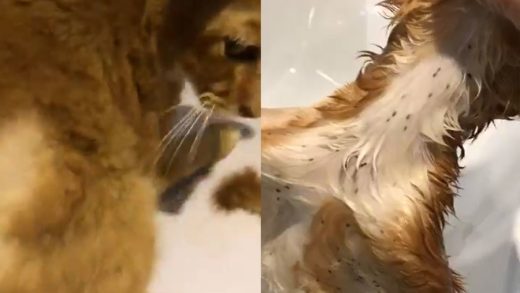Kutu Kucing Meriah Berkampung Di Badan Si Oyen! 18 Kutu Berkampung Di Badan Oyen optimized