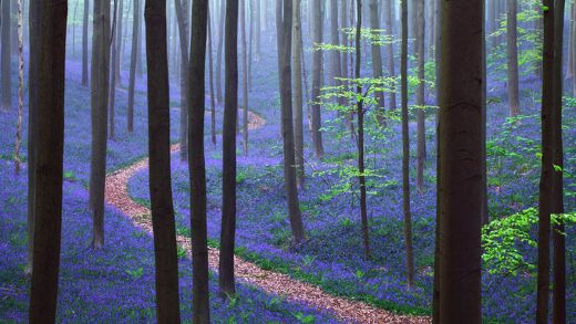 Hallerbos Hutan Biru Ajaib Yang Sangat Mempesona 6 Hallerbos Forest Belgio 3