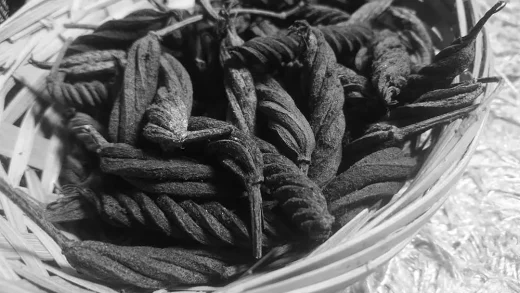 7 Khasiat Lada Pintal: Herba Tradisional Untuk Kesihatan Wanita 7 7 Khasiat Lada Pintal: Herba Tradisional Untuk Kesihatan Wanita